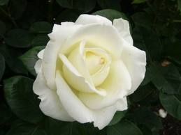  photo bunga_zps673395c3.jpg