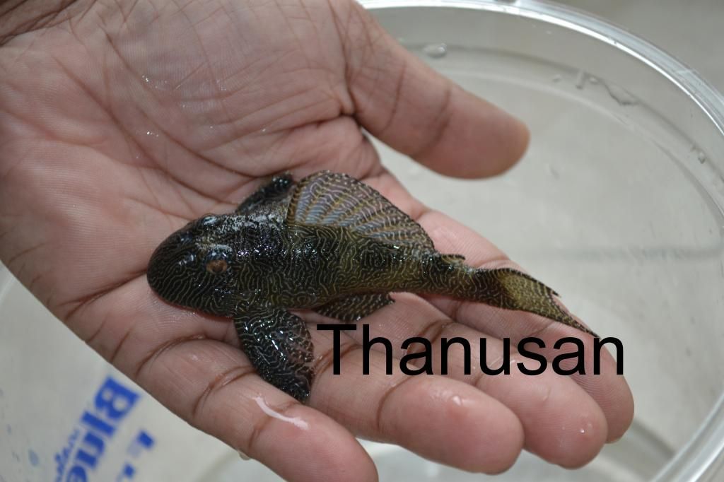 Posted Image