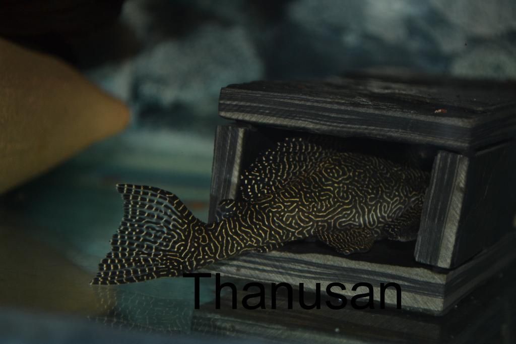 Posted Image