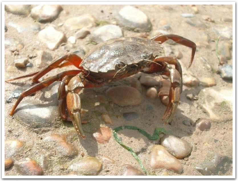 crab walking