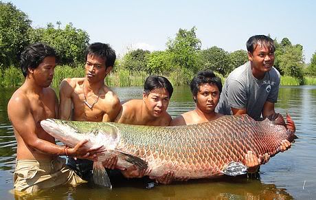 Cá Hô - cá Tra Dầu - cá Ngựa - cá Ngát - cá Bông Lau - cá Đuối khổng lồ - cá sấu hỏa tiễn - cá sấu mõm dài sông Mekong