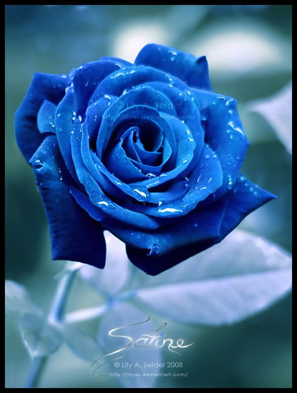 Blue Rose Pictures, Images and Photos