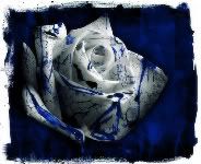 Blue Blood Rose