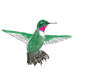 Hummingbird animation
