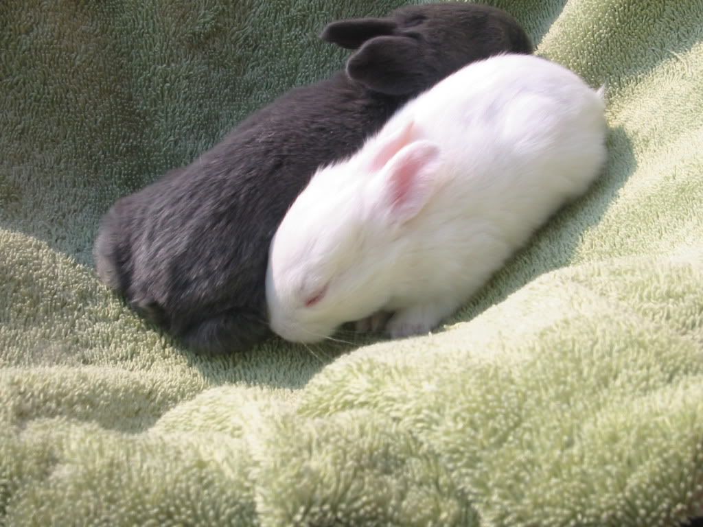 American Blue Rabbit