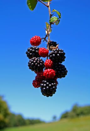 Blackberries Pictures, Images and Photos