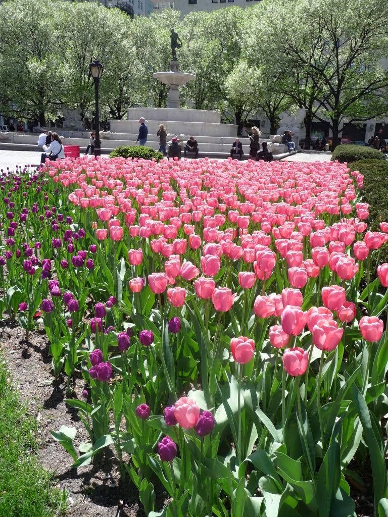 Tulips outside The Plaza