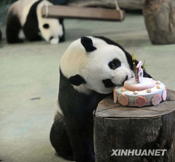 yuanyuan is eating tuantuan's birthday cake^^ Pictures, Images and Photos