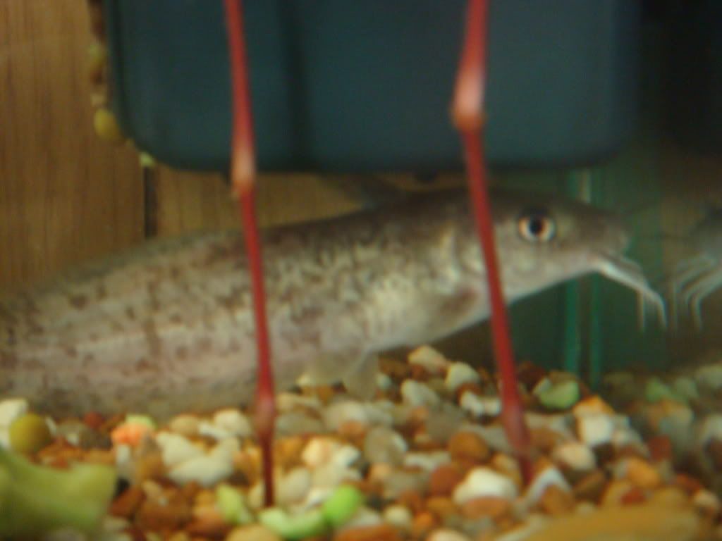 tandanus catfish