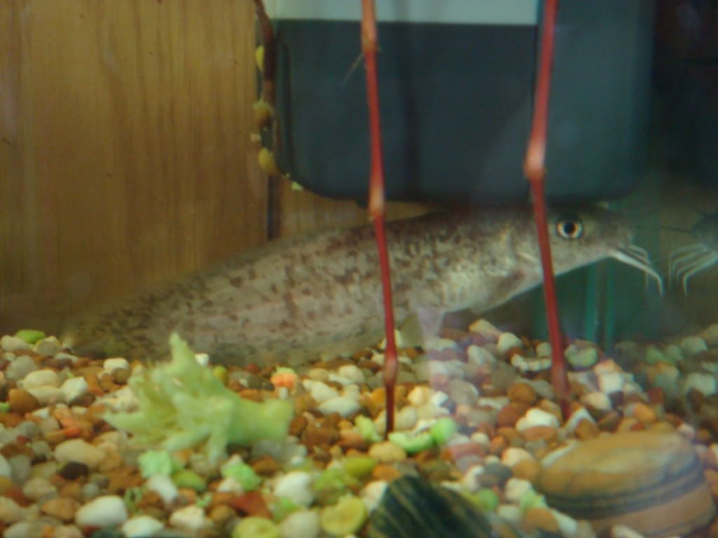 tandanus catfish