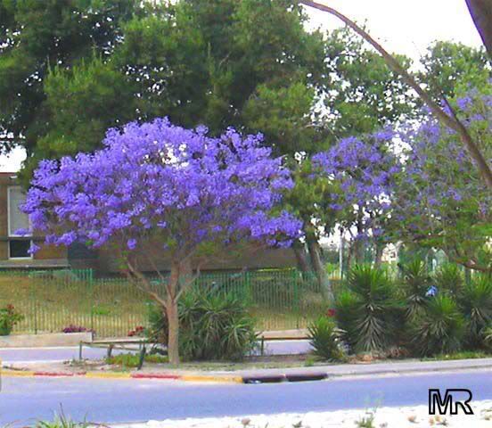 jacaranda_mimosifolia.jpg