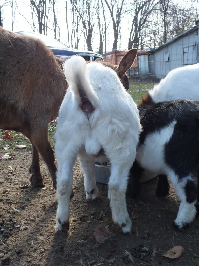 Buck question!! - Goats