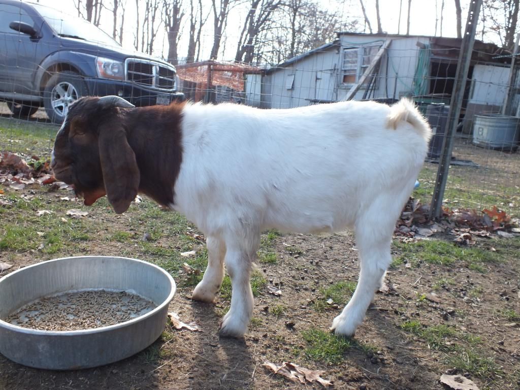 Buck question!! - Goats