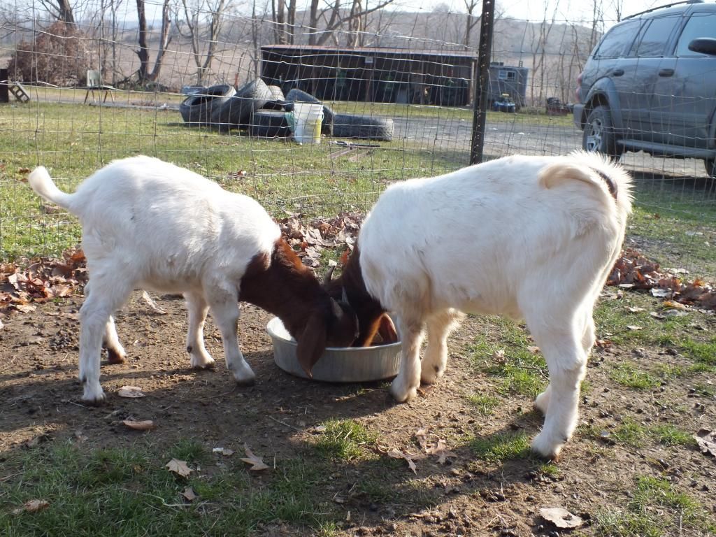 Buck question!! - Goats