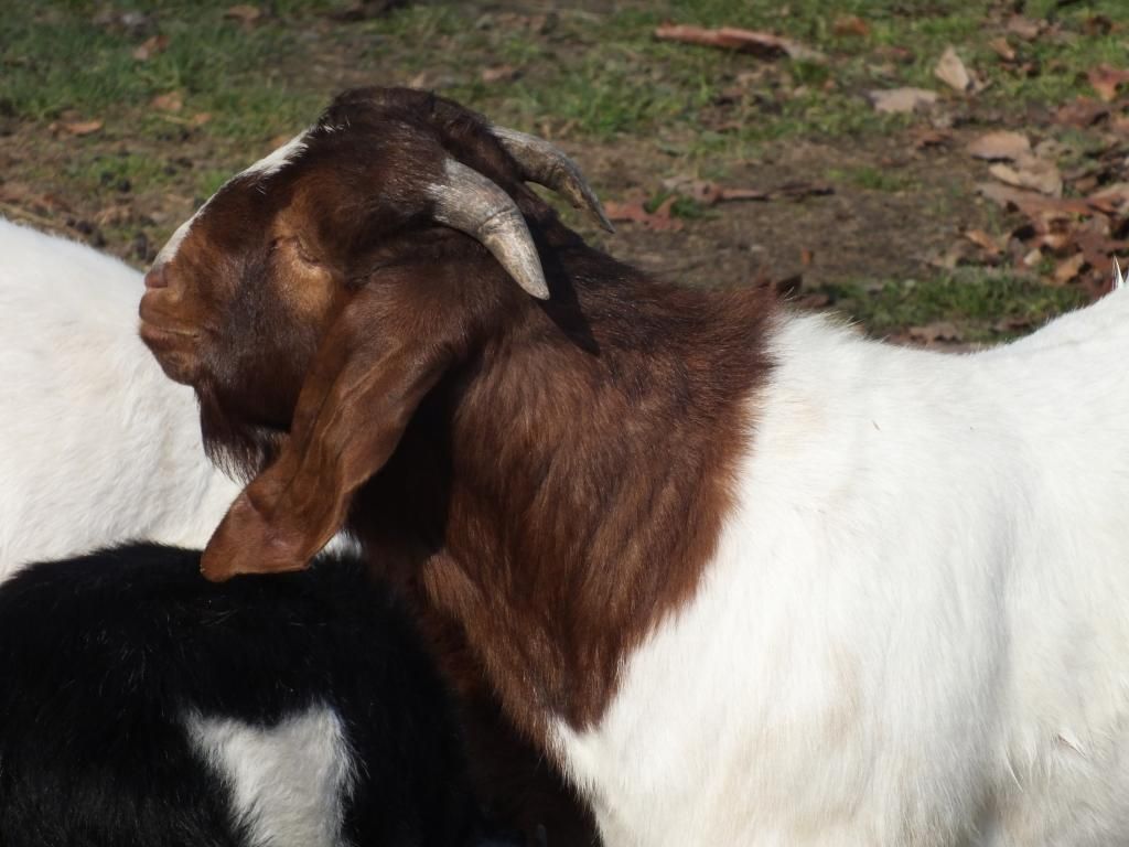 Buck question!! - Goats