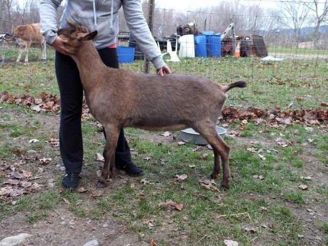 Input on my buckling, and my other goats pics :) - Goats