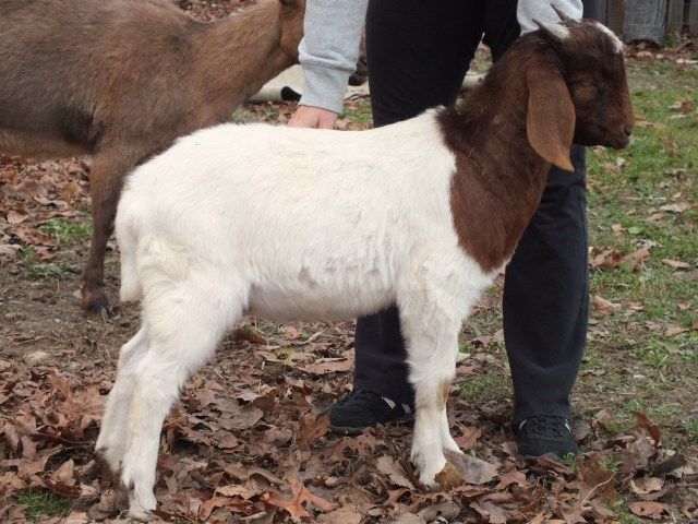 Buck question!! - Goats