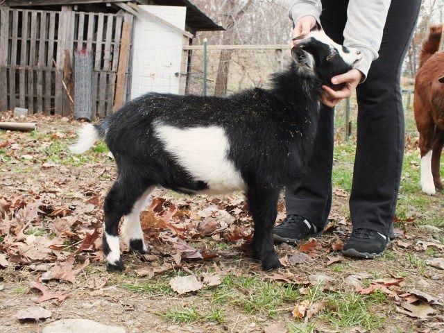 Input on my buckling, and my other goats pics :) - Goats