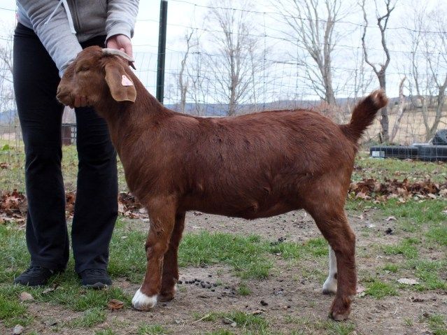 My Goaties :) - Goats