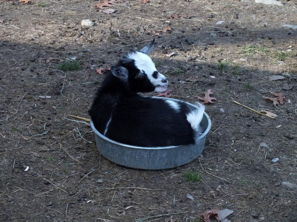 My Goaties :) - Goats