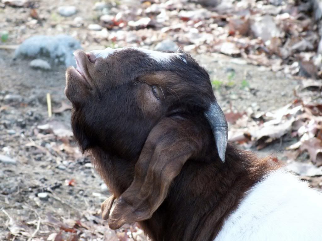 My Goaties :) - Goats