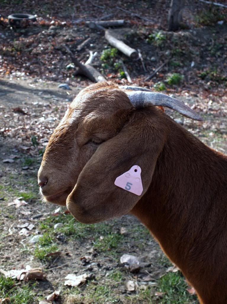 My Goaties :) - Goats