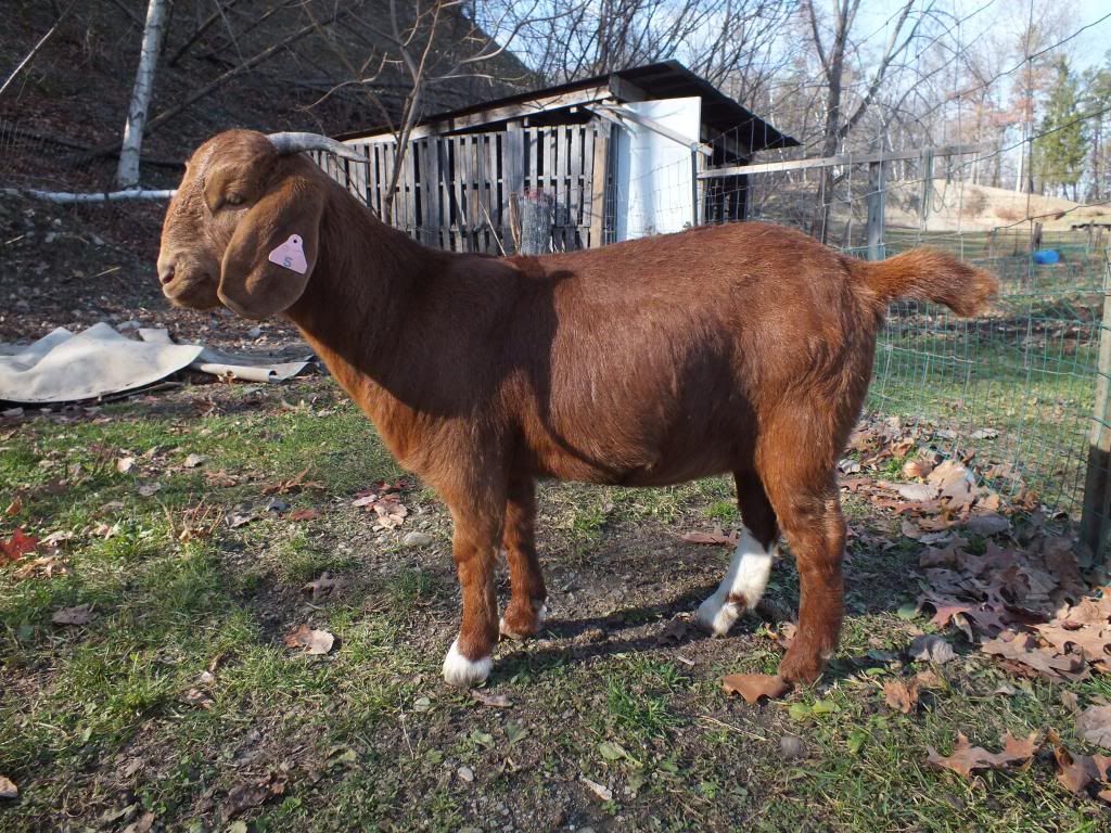 My Goaties :) - Goats