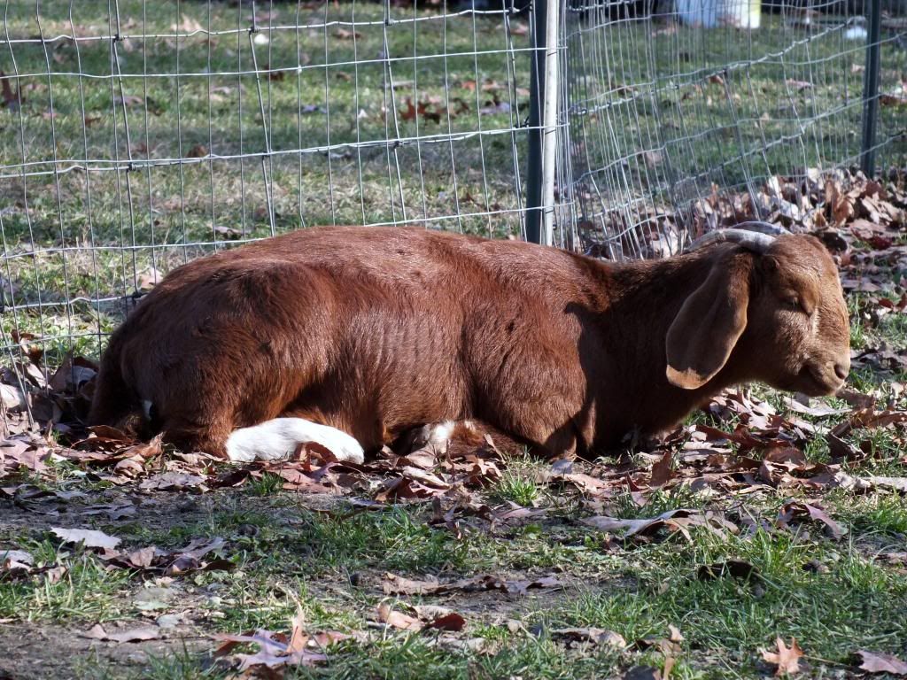 My Goaties :) - Goats