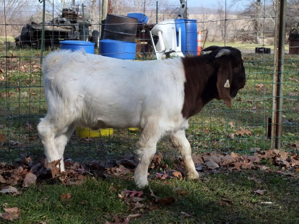 My Goaties :) - Goats