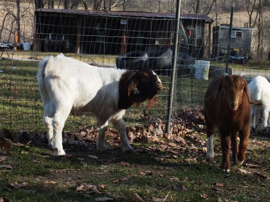 My Goaties :) - Goats