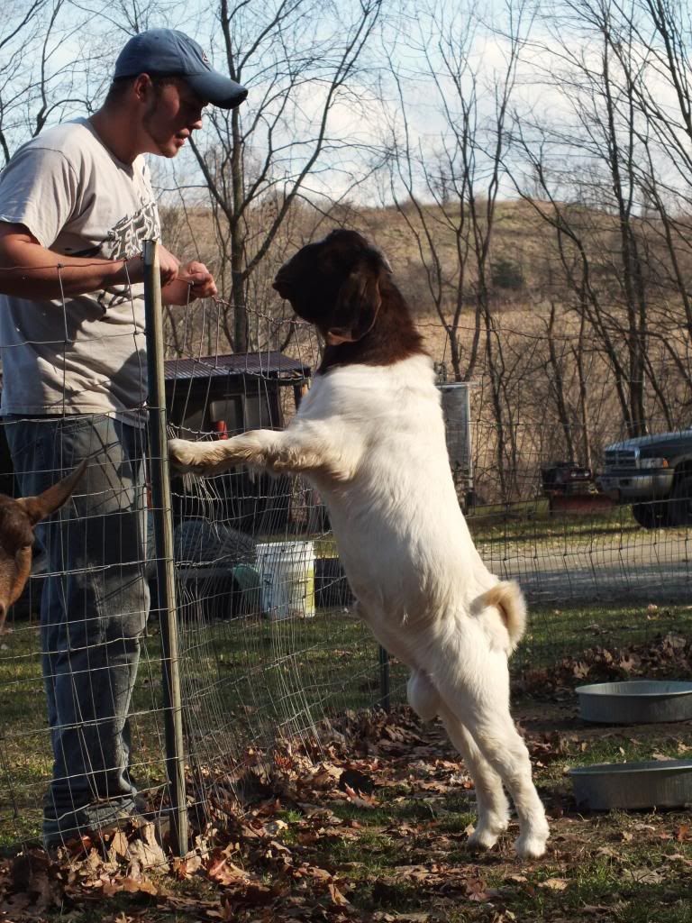 My Goaties :) - Goats