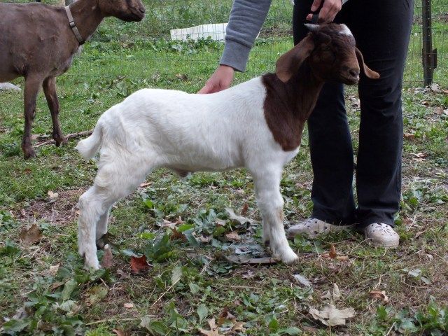 Input on my buckling, and my other goats pics :) - Goats