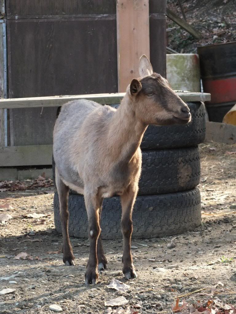 My Goaties :) - Goats