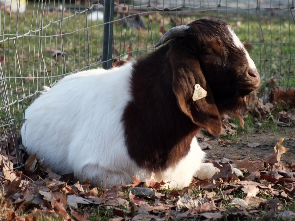 My Goaties :) - Goats