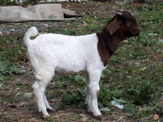 Buck question!! - Goats