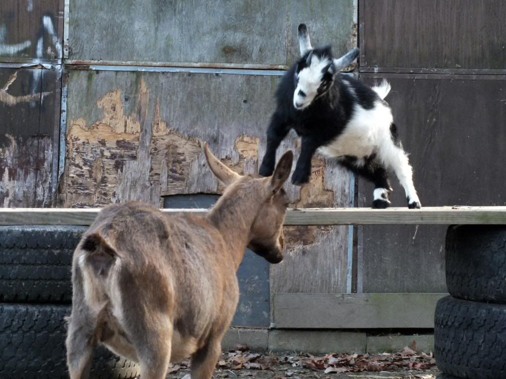 My Goaties :) - Goats