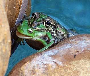 Katak kok makan katak, buas dengan sejenis Katak kok makan katak, buas dengan sejenis