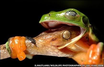 Kasihan katak yang tengah bertahan meregang nyawa ini Kasihan katak yang tengah bertahan meregang nyawa ini
