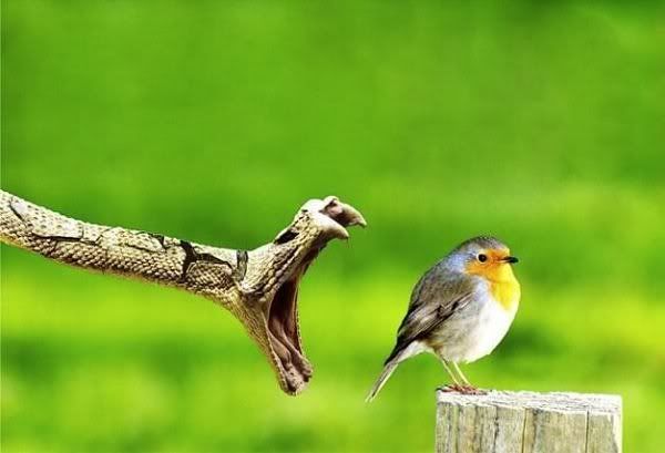 detik-detik terakhir kematian sang robin kecil detik-detik terakhir kematian sang robin kecil
