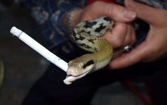 ular aneh merokok