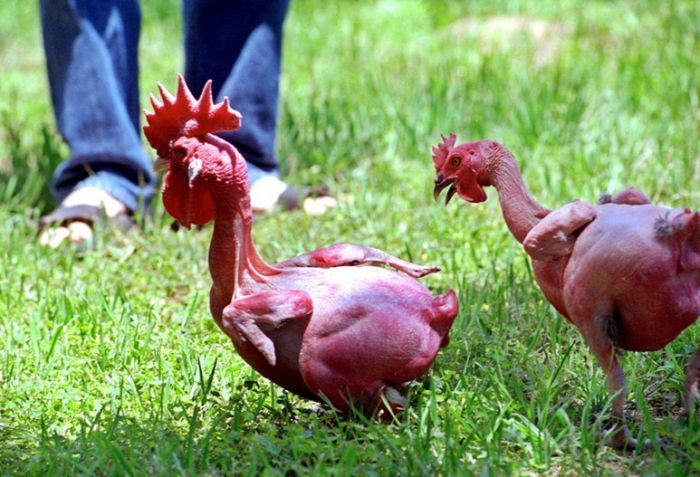 Ayam Kampus Telanjang Seksi