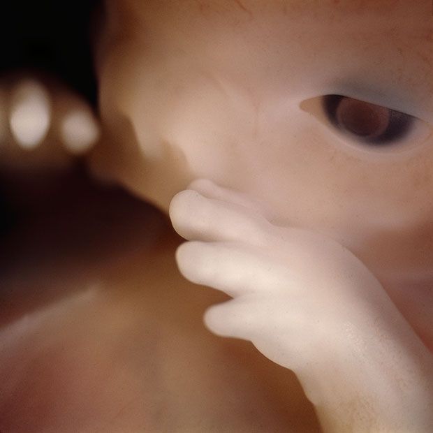 Foto Menakjubkan Perjalanan waktu janin dalam rahim ibu