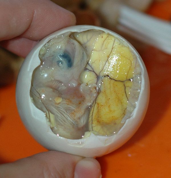 Embrio Telur yang hampir menetas