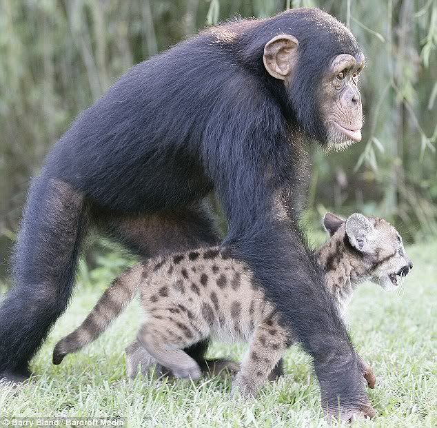 Simpanse selalu mengiringi langkah puma dengan penuh rasa tanggung  jawab sebagaimana anaknya sendiri