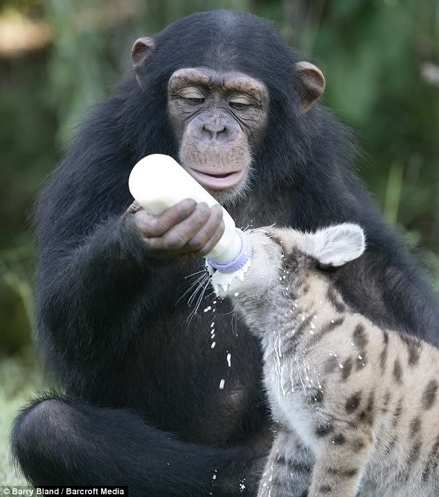 Dengan penuh kesabaran dan kasih simpanse Anjana merawat anak puma  Sierra ini