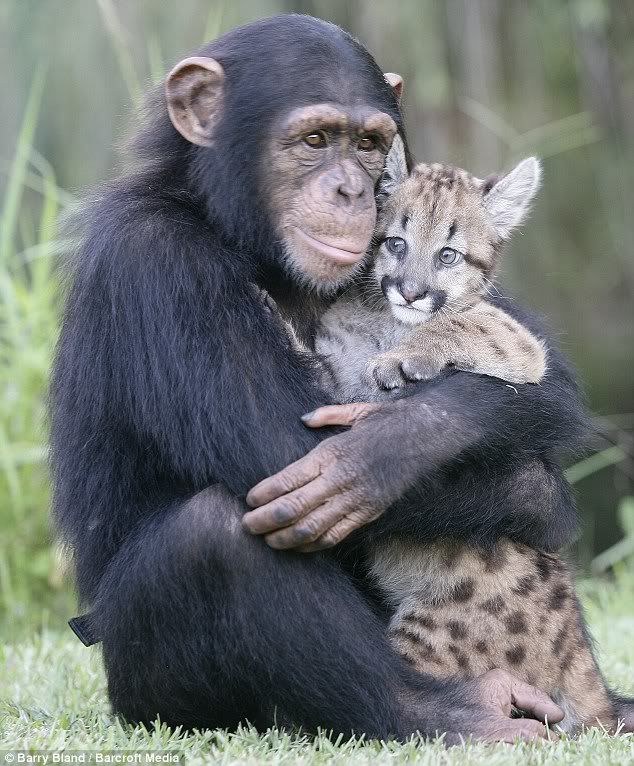Dekapan penuh kasih membuat sang anak puma ini merasakan sang  Simpanse seperti induknya sendiri