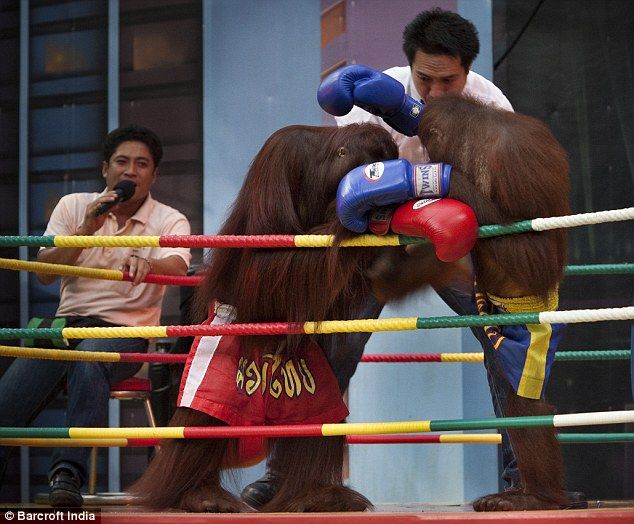 Orang Utan asal Kalimantan Indonesia ini dieksploitasi menjadi  obyek hiburan di Thailand sebagai atlet Kick Boxing
