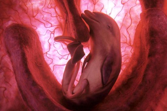 baby-dolphin.jpg