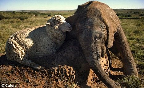 Bayi Gajah dan Domba