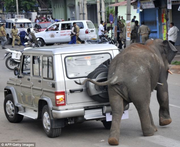 Gajah Mengamuk